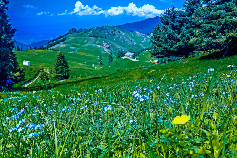 1 Day Urumqi Tour to Nanshan(south mountain)